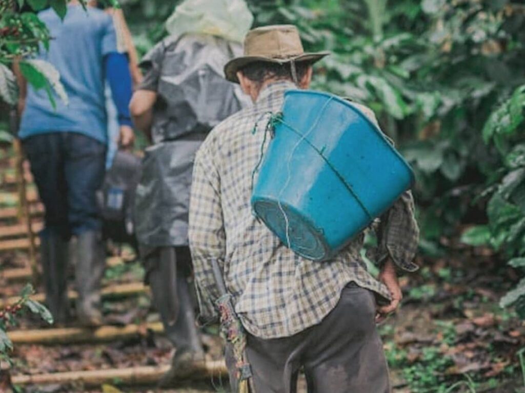 Original photograph of a coffee farmer carrying a picking basket at Finca Casablanca, Santander, Colombia